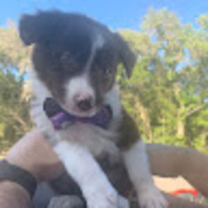 Meet your Posher, Dona